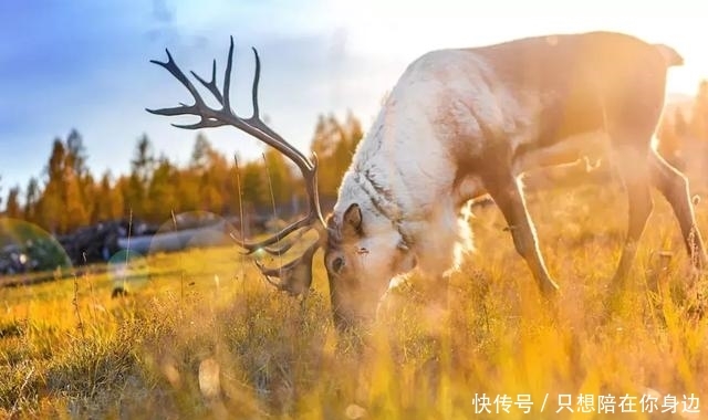 呼伦贝尔的秋天，美的太高级