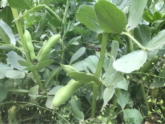  【检查】爸爸，今年我种在阳台上的芍药开花了呢