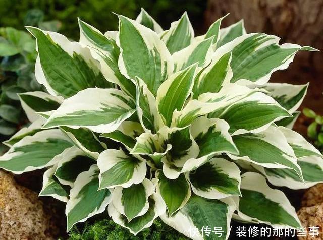  「阳光」这5种叶子花，命贱好养，没阳光也能长好！叶子比花好看