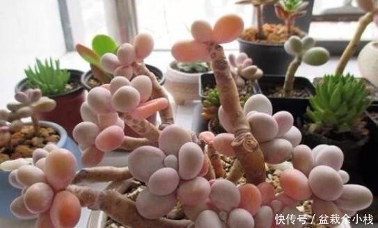 室内:室内养多肉,浇水掌控不好?做好关键1步,浇水就简单多了