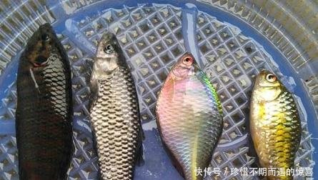 农村常见的一种鱼，小时候都拿来喂鸡，现在却成了高贵的观赏鱼