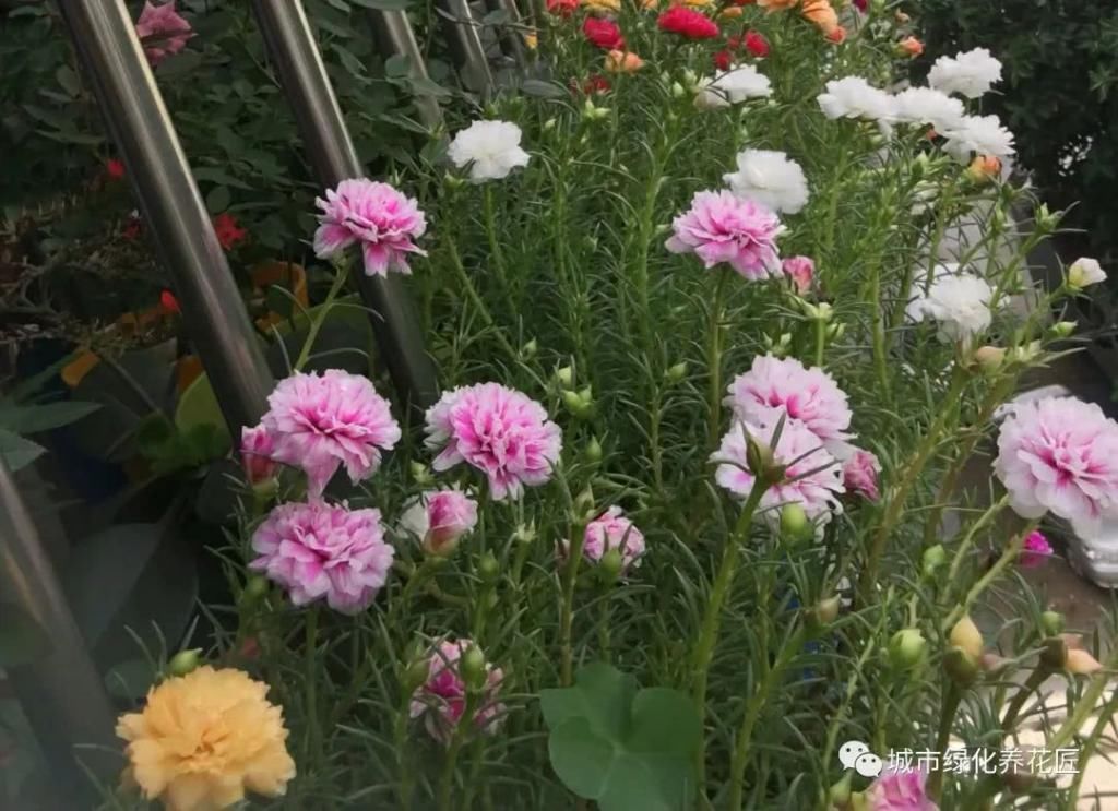  盆栽|太阳花盆栽防徒长开花爆盆小技巧，2个重点不要忽略，虐待易开花