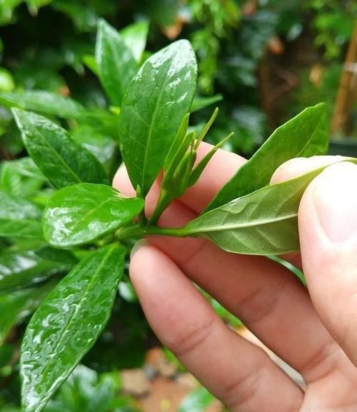 「栀子花的生」栀子花有“5忌”,难怪“花苞”哗哗掉,原来是“犯忌”了