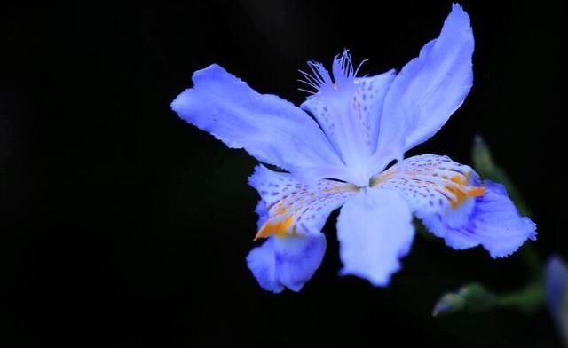  『随便』植物“浇水”学问真大，这几个时间浇水最好，别傻傻随便浇水了！