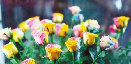  「彩虹玫瑰」此花颜色丰富多样，高端大气，是室内必不可少的花卉