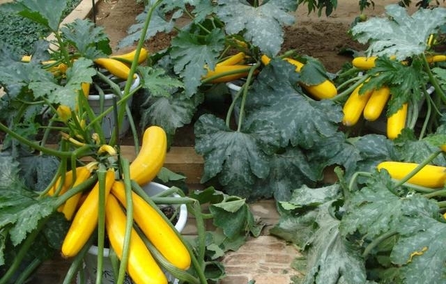 农村小伙种假香蕉，亩产14000斤，预计赚50万，却亏损惨重