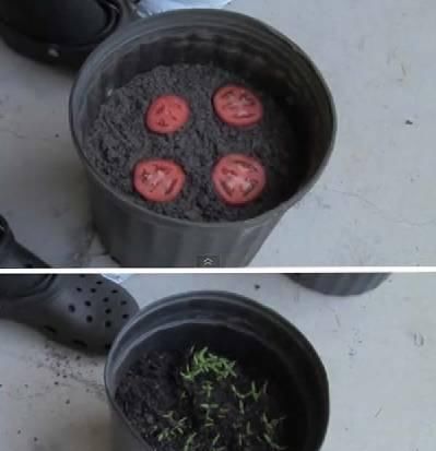  [散射光]厨房里的盆栽绿植园，绿色的生活有更加精彩