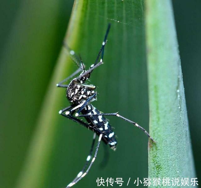  时间■“花蚊子在我国出现时间并不长，但人们白天已无法乘凉，