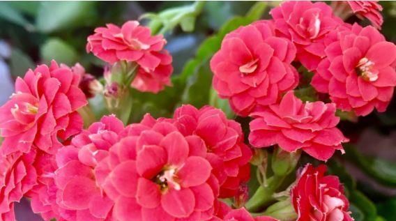 「彩云」喜欢菊花,不如养盆“菊中精品”绿云,花开似“彩云”,开花爆盆