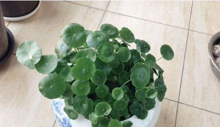  「把它」好养不过铜钱草，剪光之后还能长，这个夏天就养它了！