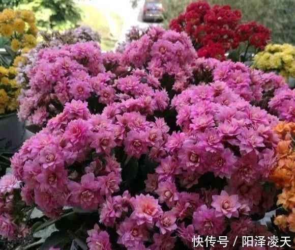 『盆土干透』客厅养的5种花,最怕水,多浇一点点,整盆死翘翘