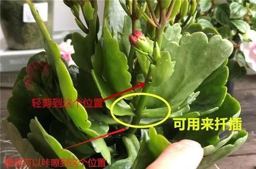  「图片作者」过完年，这花赶紧修剪、扦插，还能再开一茬！