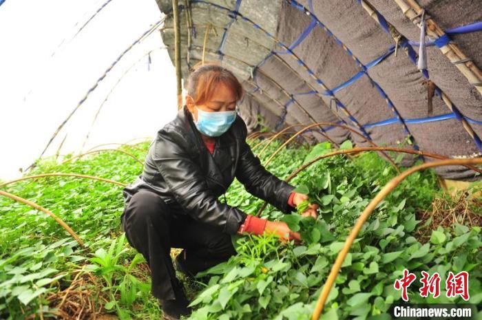  [社区]探访：武汉“解封”后，农村社区如何管控