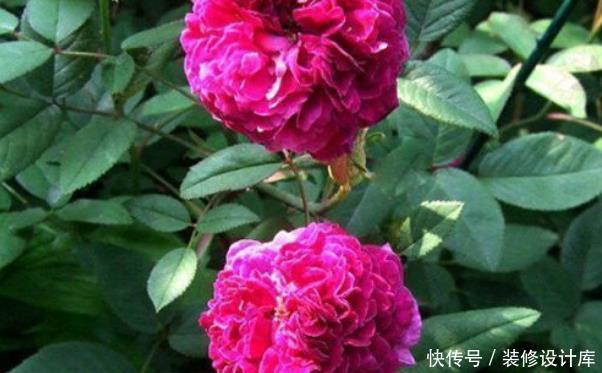 『赏心悦目』新手养花,不如养盆花中精品“蓝眼菊”,花色浓艳,赏心悦目