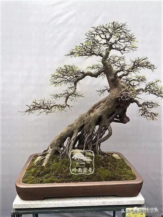  「作品」有年功的盆景，品相好，价值高！