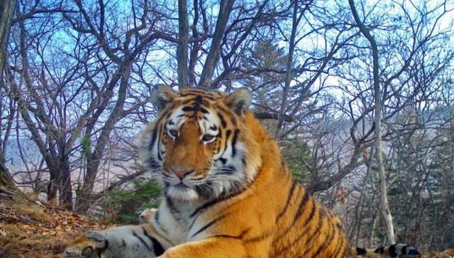 『银背』银背大猩猩有多强,能打过老虎吗先过豹子这关吧