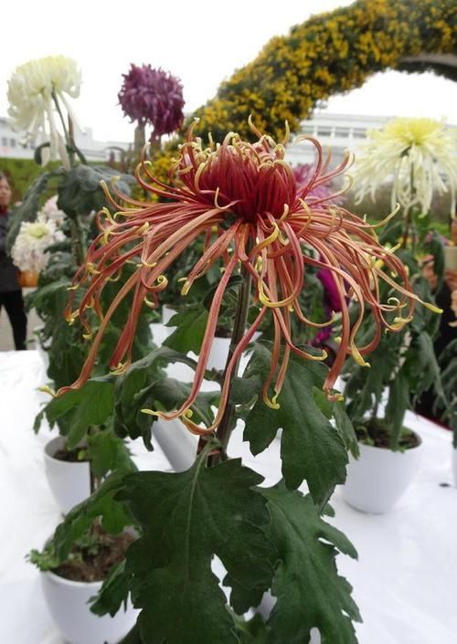 柔美:喜欢菊花,就养盆“国华系列菊花”国华苍海,花开柔美高雅