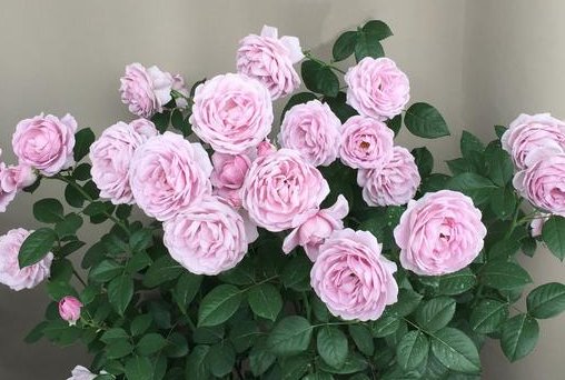  「花型」家养此款花卉，漂亮养护还简单，花朵雍容华贵，花型奇特圆滚，美