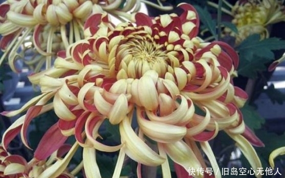 卧雪■喜欢菊花,不如养盆“菊中珍品”紫龙卧雪,似紫龙伏地,妖娆妩媚