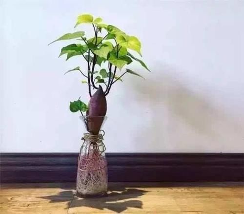  一大@“发芽”的红薯扔盆里，嗖嗖长满一大盆，叶子宽大好看又好吃！