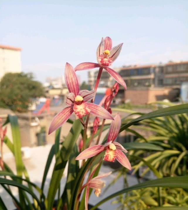  名品■此名品兰花香气四溢，花色艳丽，多季开花好养活，值得你拥有！