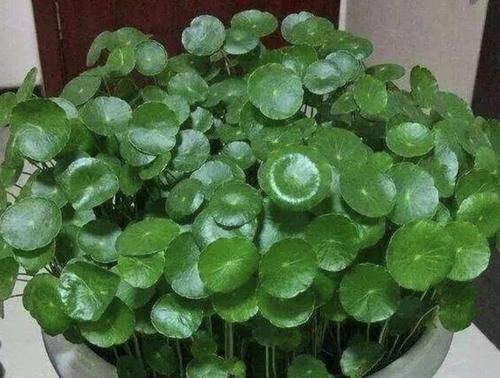  【喝水】喜欢“喝水”的3种花，每隔2天灌“1杯水”，枝叶绿油油、繁殖快