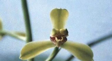  「常见」蕙兰老八种都有谁？除了常见了程梅和大一品，其他六种是什么？