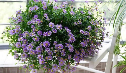  『养护』这些花朵最好养，美观又好养，养护简单花期长，花开繁盛惹人爱