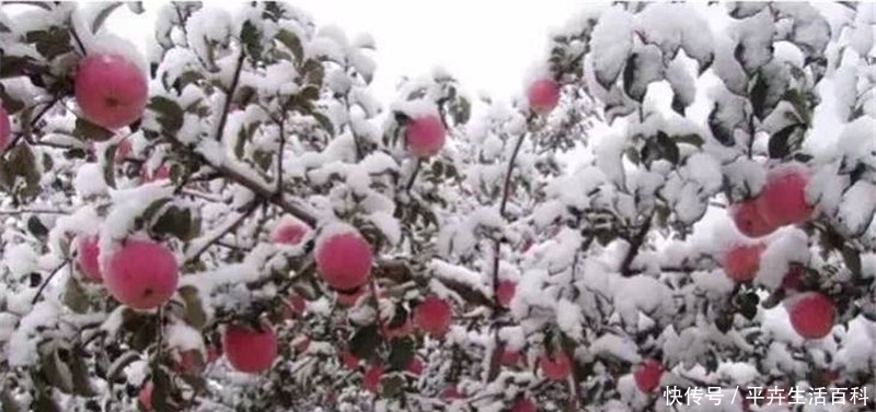  冰糖心苹果|年产量不足10万吨，却“卖”出几百万吨，一斤8元，