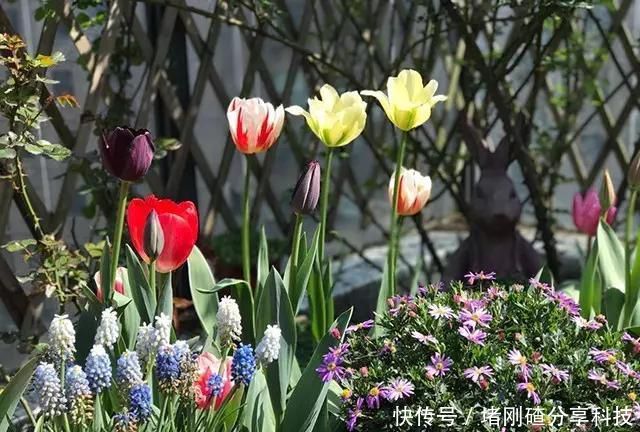  孩子■两个孩子的妈妈，利用空闲时间，在露台打造出一片花的海洋
