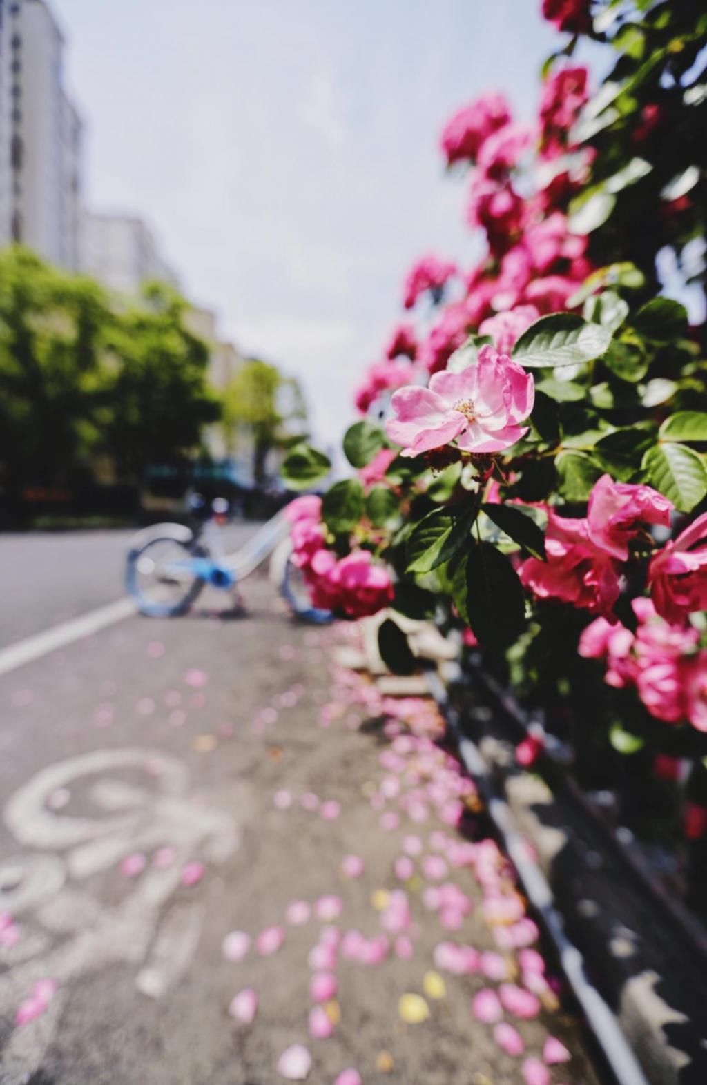  不少：惊艳！月季盛开，松江这条“花路”风景你错过了吗？