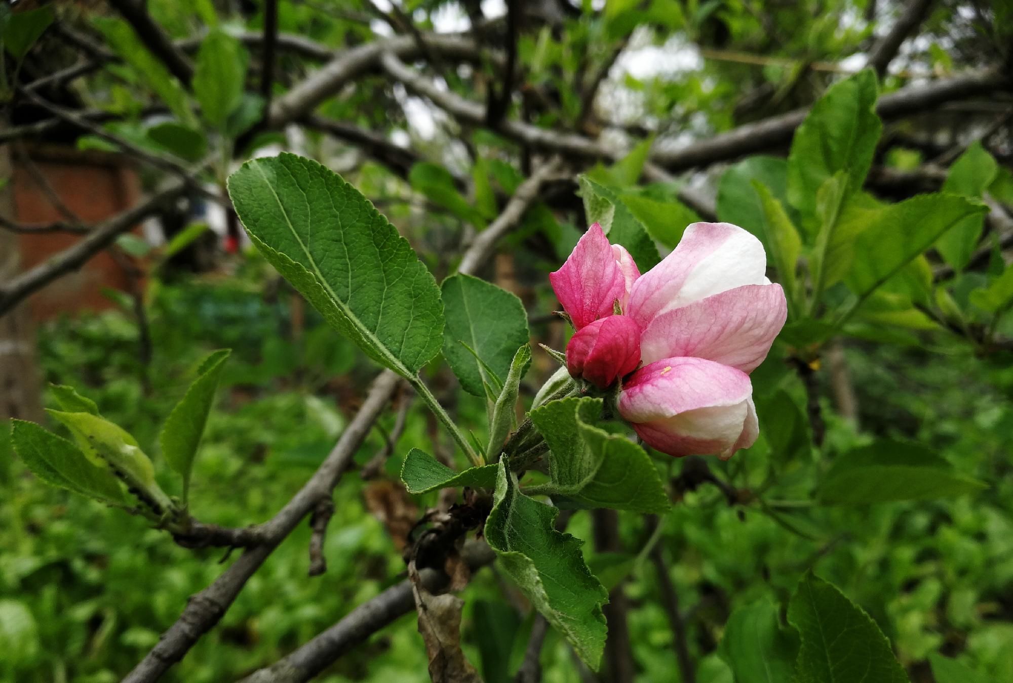  『平凡』四川植物图鉴｜平常却不平凡的苹果花