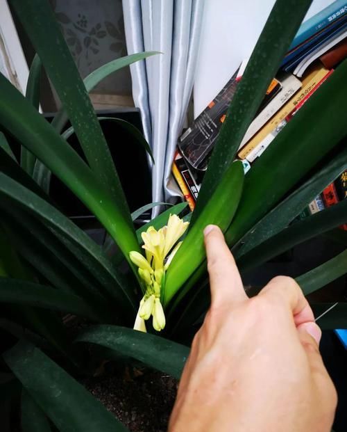  【对光照的需求】11种耐阴花，光不好也能嗖嗖长，开出2米大花墙！