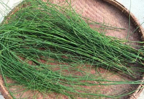  【笔杆】农村一种牛羊喜爱的野草，长得像笔杆，其实还是一味很