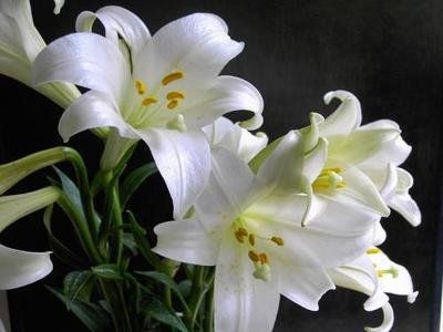  『蟹爪兰』喜欢在家中养护花卉，就选择花色绚丽，开花量大的3种花卉，优美