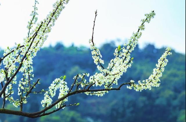  『桃李』大足观音岩开播“云游赏花”，1500亩桃李邀你一起笑春风