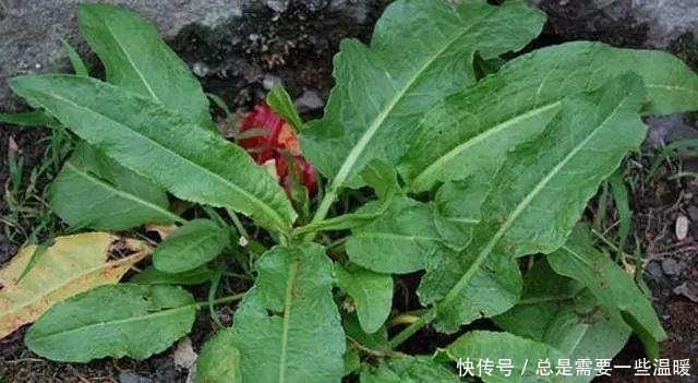  玉米|大秋收完玉米，这种野菜遍地是，农民叫做酸模，叶子比糖都