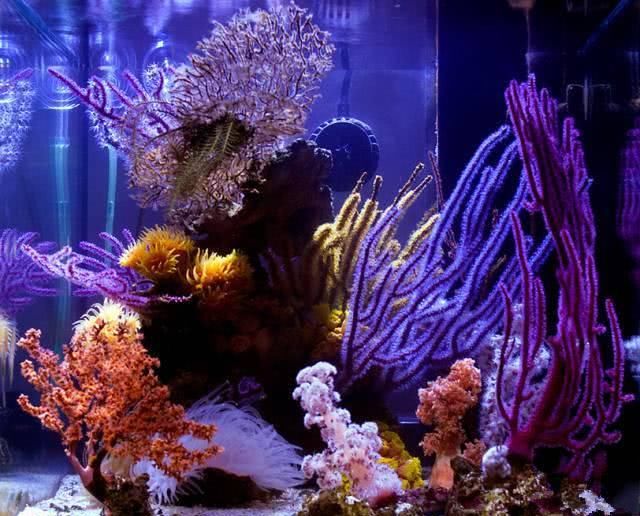  「喂食」传统海缸玩腻了？敢试试这个无光照海缸吗！