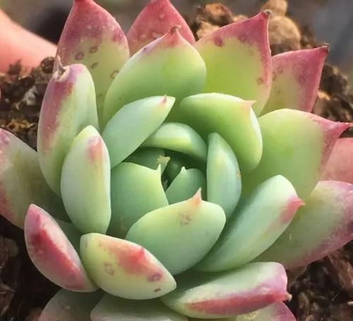 x海琳娜■景天大神亲手杂交的50多种多肉，你肯定没见过！