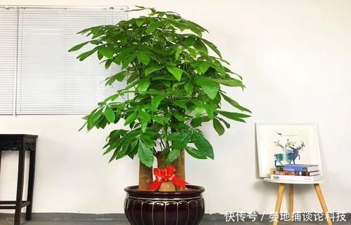 「名字」客厅摆上6种花,不仅养人还旺财,一听名字就是吉祥花
