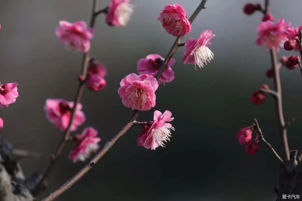 我本想去这个地方散散心,感受大好春光