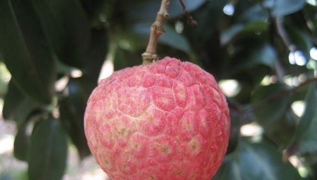  「荔枝品种」糯米糍荔枝的特点及适宜种植地！