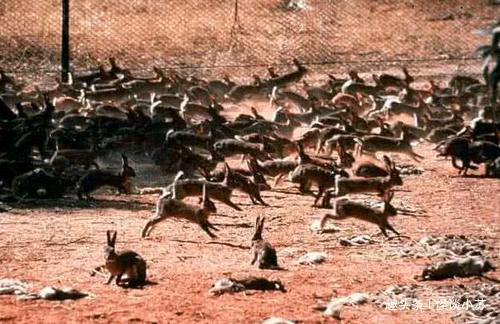 100年前不到20只,如今数量已达百亿只,当地人