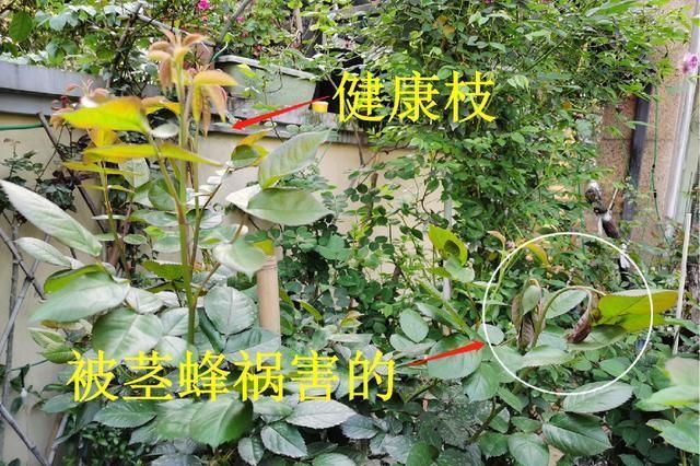  #蜜蜂#养玫瑰，防止干蜜蜂，否则就没有花了！现在出去