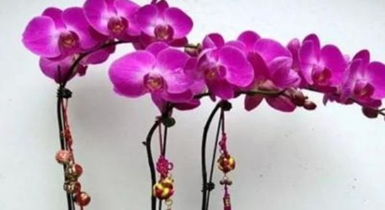  「栀子花」花市买的栀子花,很快就黄叶、落花苞?这样养护栀子花开满枝头