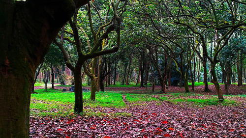 被中外游人盛誉为中国的“绿都”—南宁