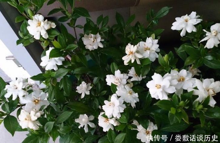 「家里」“3种花”养家里,人养花,花也养人,空气清香去异味,漂亮好养