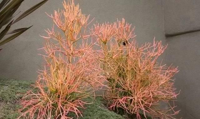  『适合』家里适合摆放这几种多肉植物盆栽，常年养在灯光下仍旧能长好