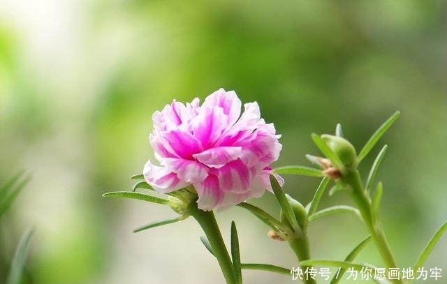 #长春花#春天养这5种花,要手闲多“摧残”,否则只见叶子不见花
