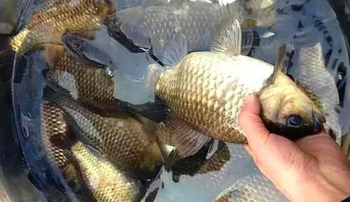  出奇：钓鱼饵料有秘方：这些常见又不起眼的东西，钓鱼效果好的出奇！